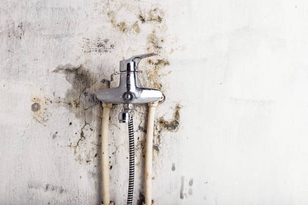 Mold Testing and Removal in Hahnville, LA