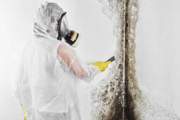 Best Best Mold Removal Companies  in Hahnville, LA