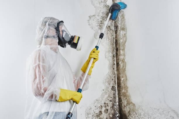 Mold Removal Process in Hahnville, LA