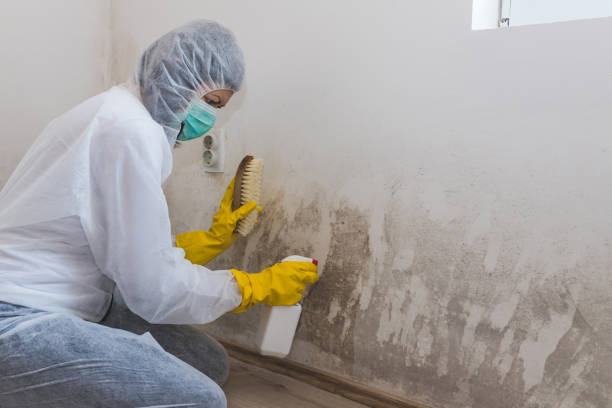 Best Same-Day Mold Removal  in Hahnville, LA