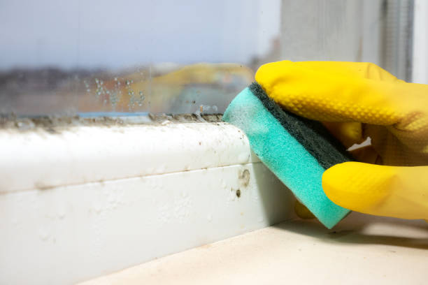 Best Mold Cleaning Services  in Hahnville, LA