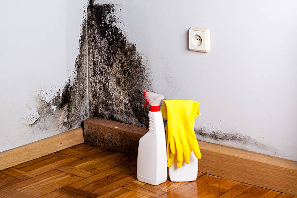 Best Local Mold Removal Service  in Hahnville, LA