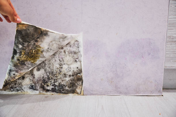 Best Mold Damage Repair  in Hahnville, LA